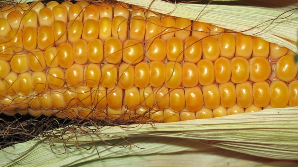 Le maïs : la céréale sans gluten sucrée