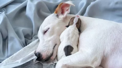 maman chien dort avec son bébé